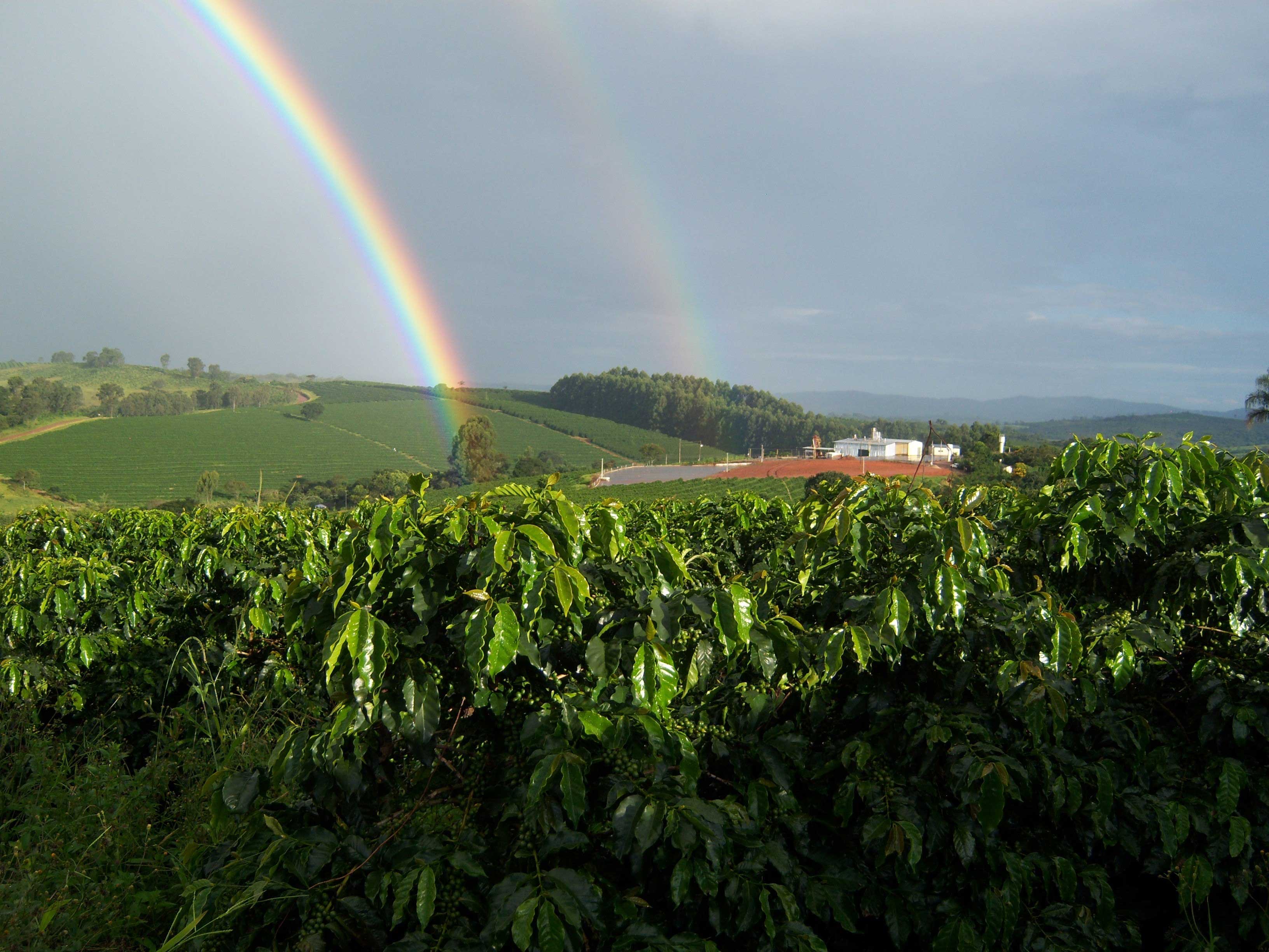 Brasil Yellow Bourbon 0